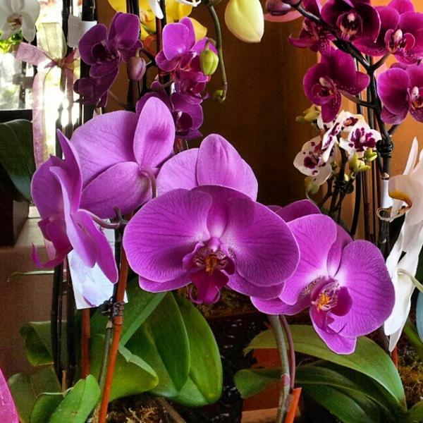 Photo taken at Whole Foods Market by Alejandro @. on 4/8/2012