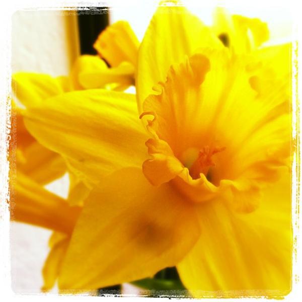 Photo taken at Trader Joe's by Shana R. on 3/15/2013