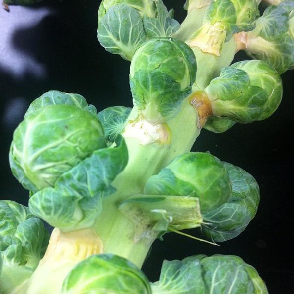 Photo taken at Trader Joe's by Shana R. on 9/28/2012