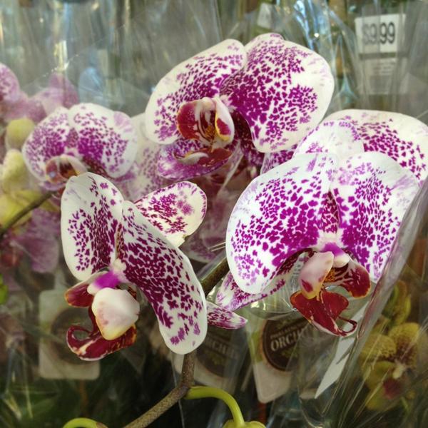 Photo taken at Trader Joe's by Sidney N. on 2/3/2013