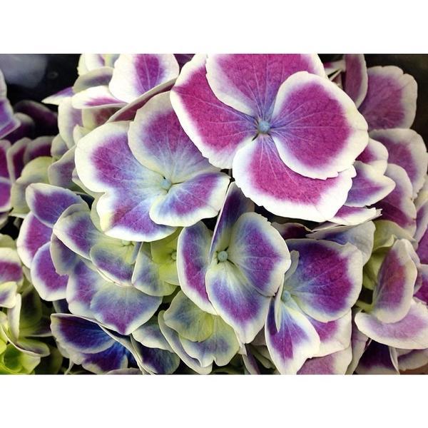 Photo taken at Trader Joe's by Lollie - F. on 4/29/2014-马萨诸塞州李约瑟高地大道958 Photo taken at Trader Joe's by Lollie - F. on 4/29/2014