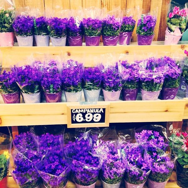 滴漏式咖啡机Trader Joe's乔氏连锁沃伦店图片库 滴漏式咖啡机Trader Joe's乔氏连锁沃伦店图片库