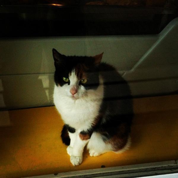 Photo taken at Albert Heijn by Gareth J. on 8/6/2012-荷兰阿姆斯特丹奥弗通116-124 Photo taken at Albert Heijn by Gareth J. on 8/6/2012