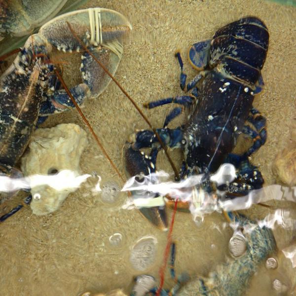 Photo taken at Auchan by bbarre on 9/18/2013-法国卢瓦尔沙佩勒圣奥班萨卡特卡斯州僧侣磨坊 Photo taken at Auchan by bbarre on 9/18/2013