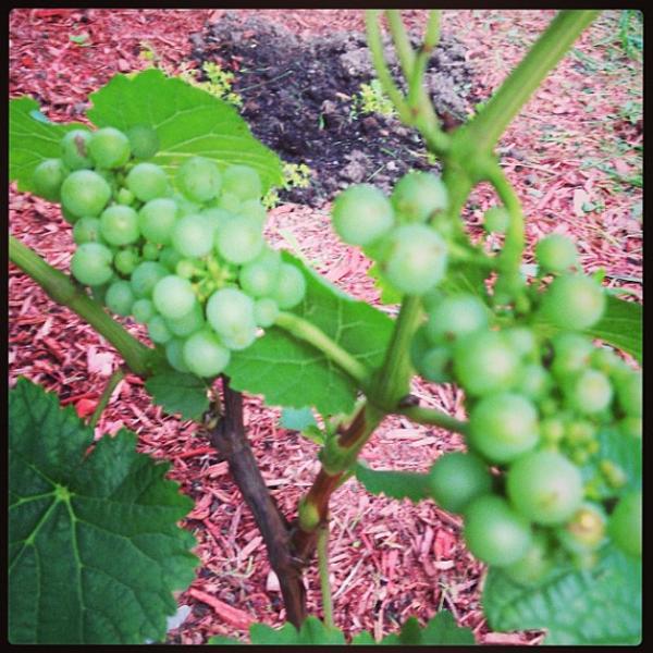 Photo taken at Longo's by Fariba R. on 6/29/2013-加拿大旺市卢瑟福巴瑟斯特街9306 Photo taken at Longo's by Fariba R. on 6/29/2013